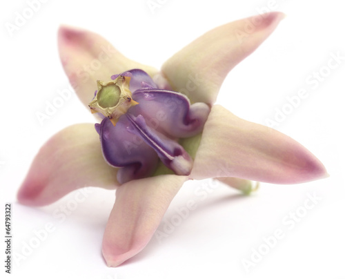 Calotropis gigantea or Medicinal Crown flower photo