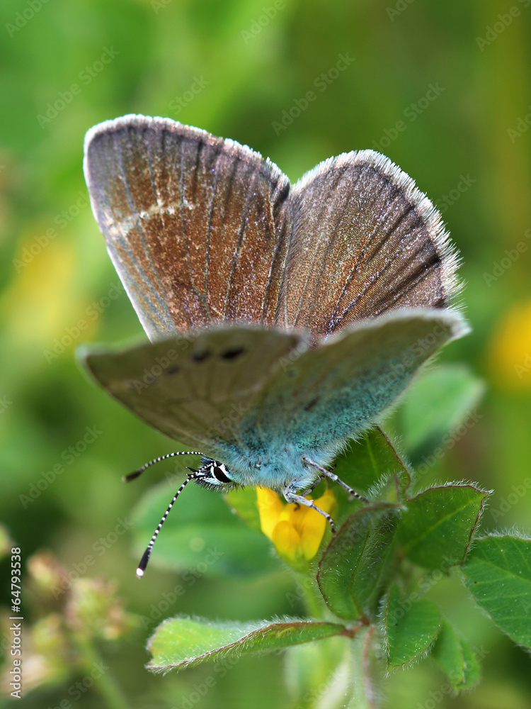 Naklejka premium Gossamer-winged butterfly on meadow. Close up