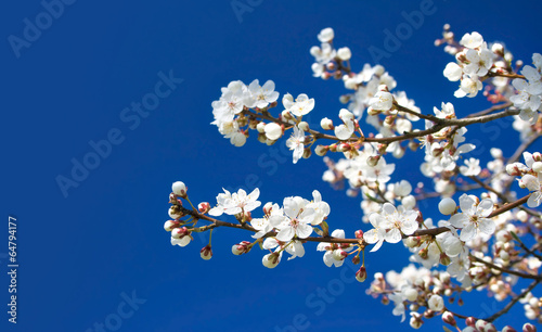 Cherry flowers on blue background