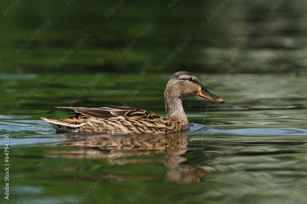 Mallard, Anas platyrhynchos
