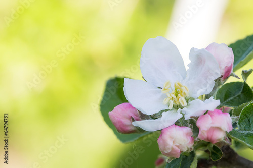 Blooming apple