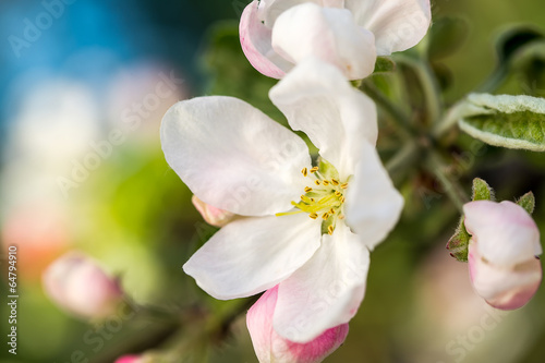 Blooming apple