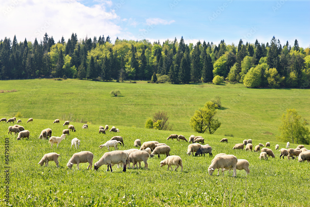 Flock of sheep in Poland