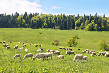 Ingelijste posters Schaap Poolse schapenkudde in weide  © Kalim