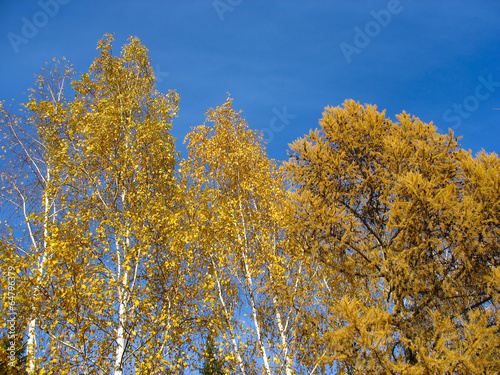 Golden birch and larch tops against blue sky background