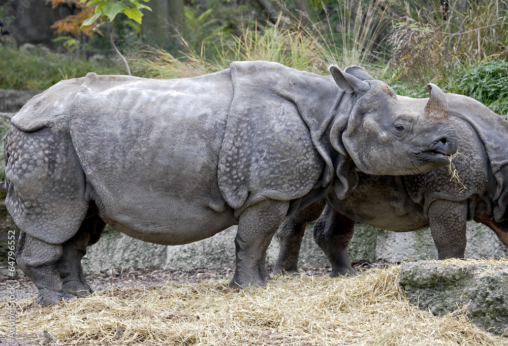 Great indian rhinoceros