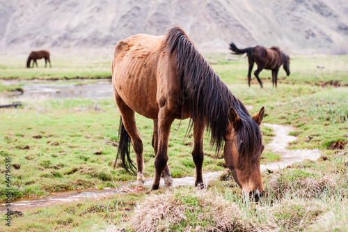 Horses in the mountains © komar.maria