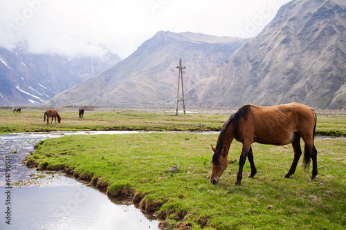 Fototapeta Naklejka Na Ścianę i Meble -  Horses in the mountains