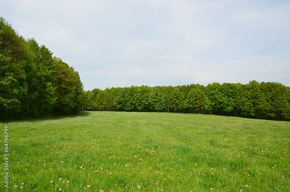 Fototapeta premium Wiese voller Pusteblumen