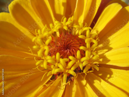 Close up of yellow zinnia stamens