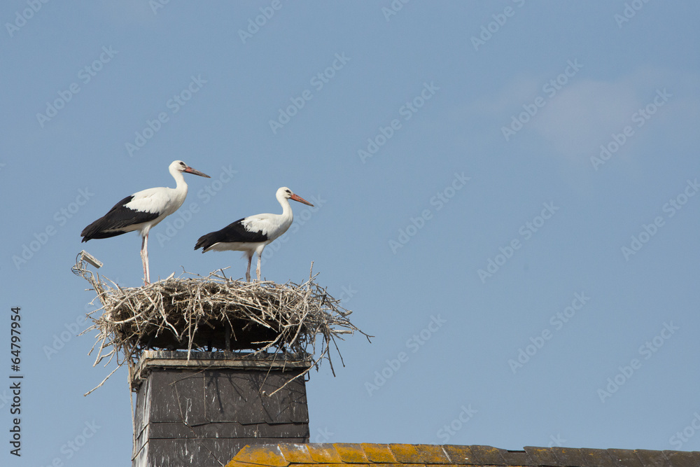 Zwei Störche im Nest Zwei Störche im Nest