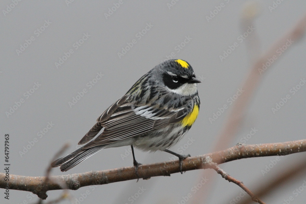 Slika na platnu male yellow-rumped warbler