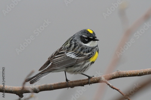 Canvas Print male yellow-rumped warbler