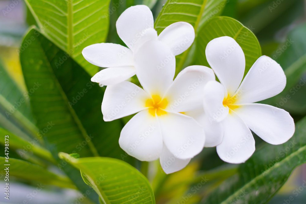 Obraz premium Close up of Frangipani.