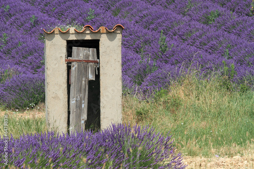 valensole provenza francia campi di lavanda fiorita photo