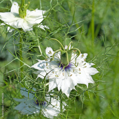 Jungfer im Grünen photo