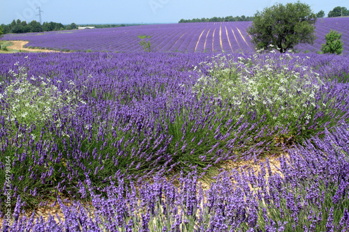 valensole provenza francia campi di lavanda fiorita photo