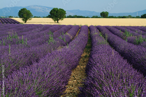 valensole provenza francia campi di lavanda fiorita photo