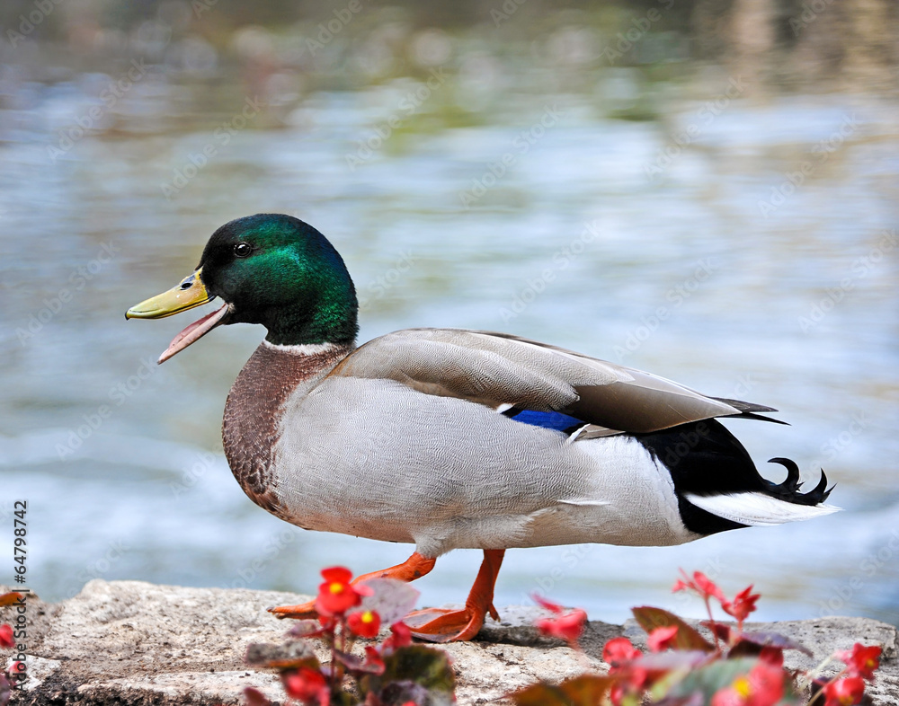 Obraz premium Mallard Duck