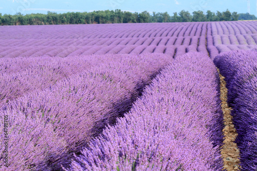 valensole provenza francia campi di lavanda fiorita photo