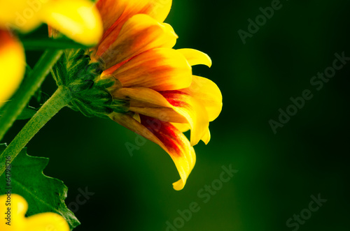 Fototapeta Naklejka Na Ścianę i Meble -  chrysanthemum flower