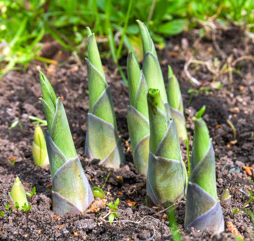Naklejka premium hosta sprouts in spring close up