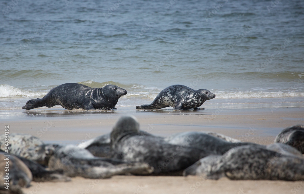 Obraz premium spielende Robben