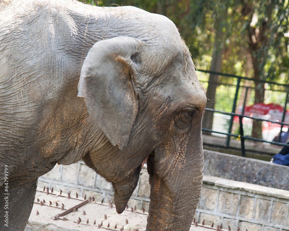 Fototapeta premium Elefante