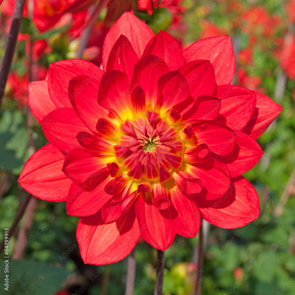 Obraz premium Dahlie - Dahlia