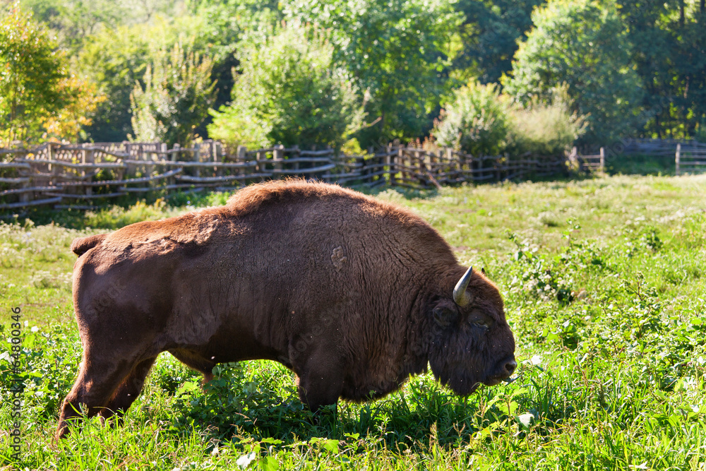 Aurochs Aurochs