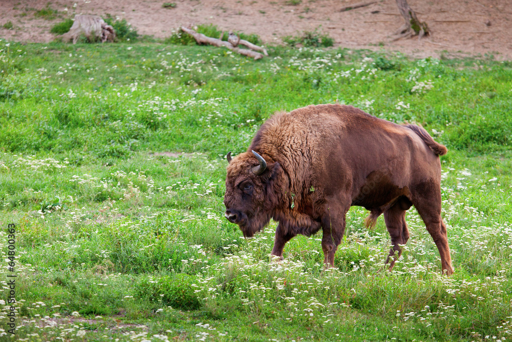 Aurochs looking at camera