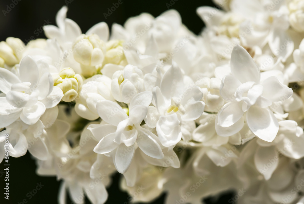 White lilac branch on dark background in spring closeup White lilac branch on dark background in spring closeup