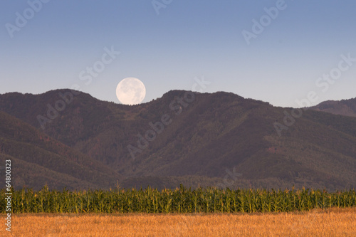 Corn Field with full moon over mountains in background © danmir12