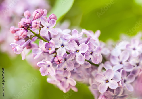 Pink lilac branch on green leaves in spring closeup