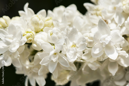 White lilac branch on dark background in spring closeup