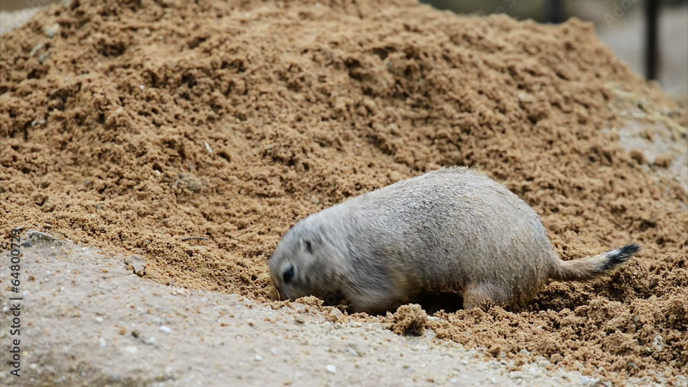 American prairie dog digging a burrow