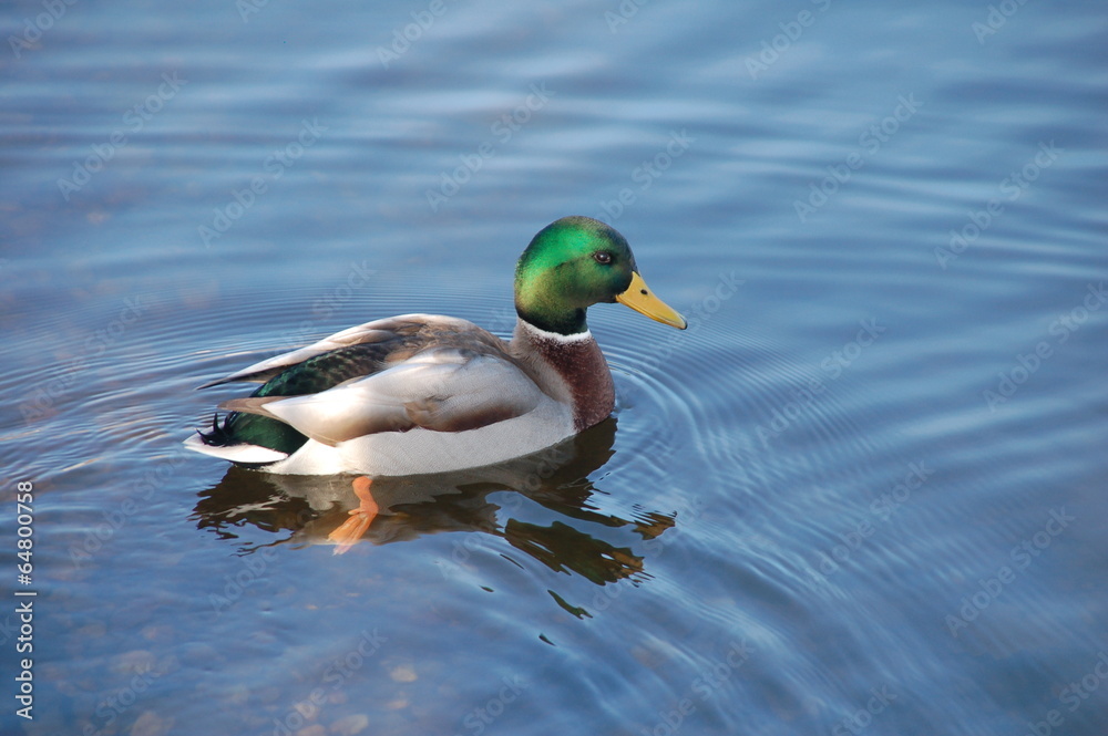 Ente schwimmt