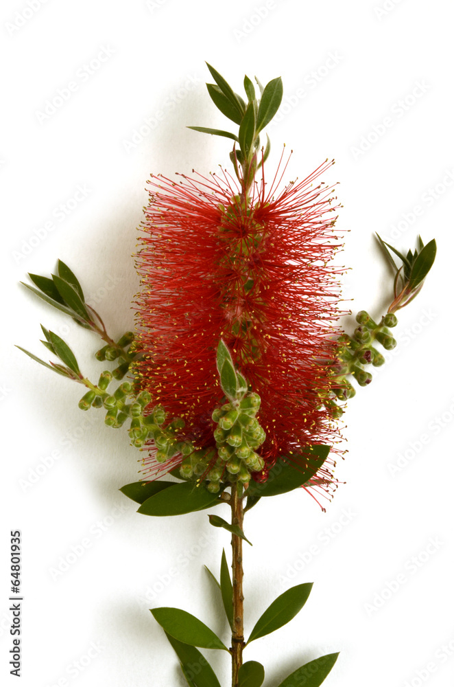 Fototapeta premium Callistemon citrinus Callistemo Crimson Bottlebrush