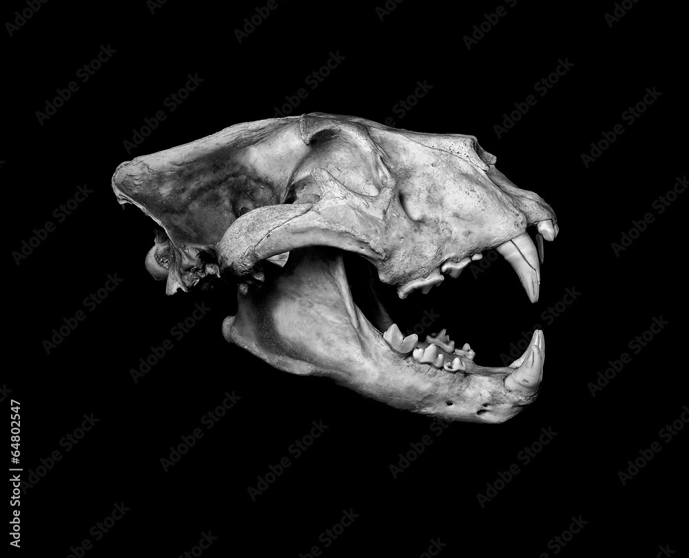 Obraz premium African Lion Skull (Pantera leo).