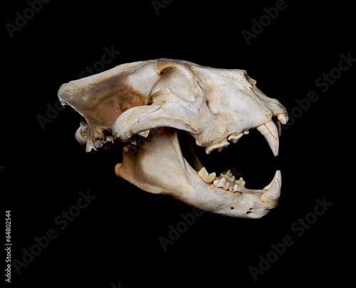 African Lion Skull (Pantera leo).