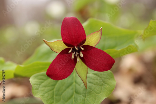 Red trillium in the forest
