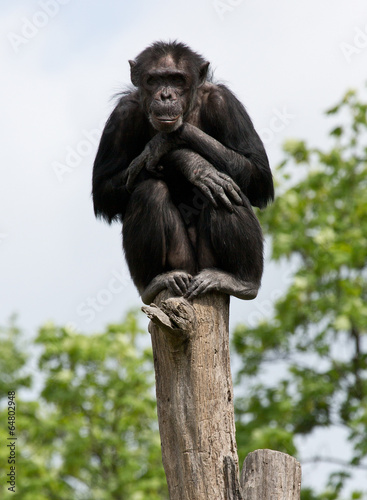 Schimpanse auf einem Baumstumpf