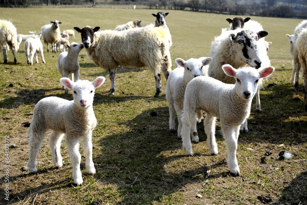 Fototapeta premium Young spring Lambs