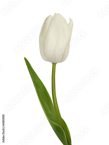 White tulip. Vector illustration. Isolated on white