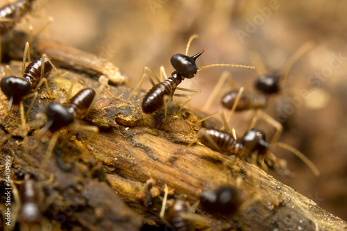 Macro of termites on the forest floor, Borneo, Malaysia