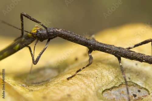 Macro of a stick insect (Phasmatodea), Borneo, Malaysia