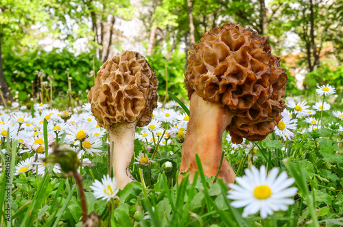 Two Common morel mushrooms photo