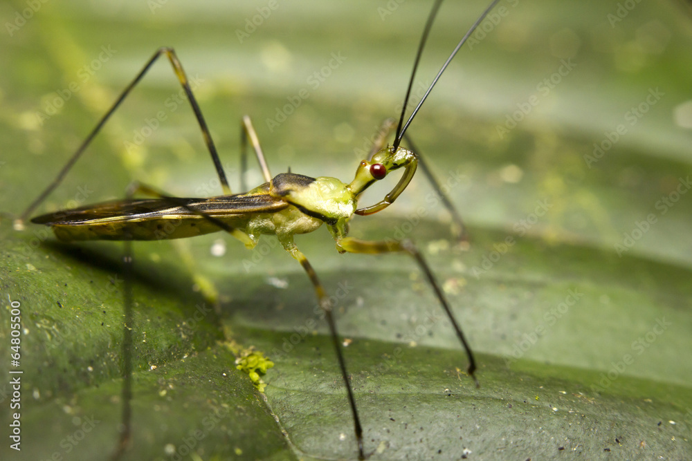 Fototapeta premium Close-up of a zelus (or assassin) bug, Borneo, Malaysia