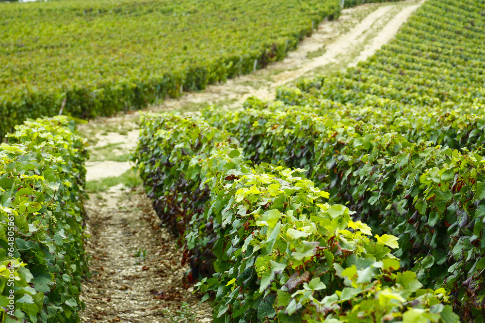 rows of grapes in the field rows of grapes in the field