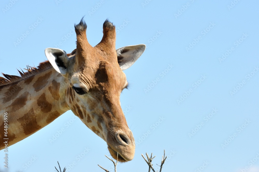 Fototapeta premium vie sauvage